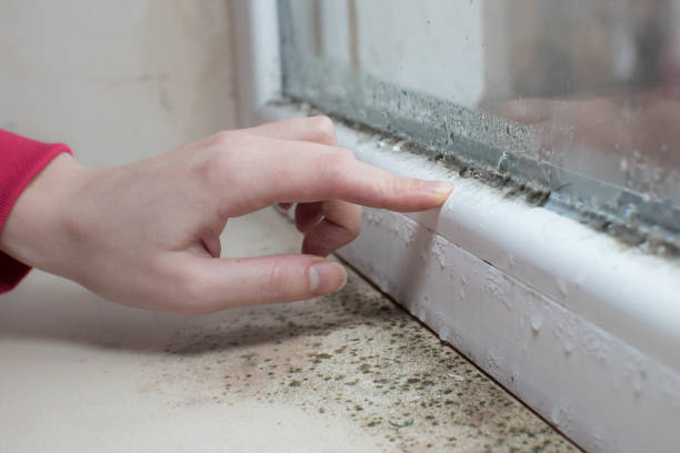 Best Commercial Mold Inspection  in Oak Valley, NJ