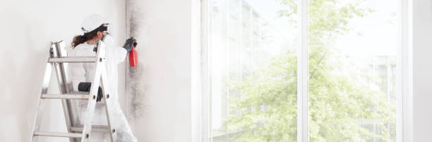 Best Mold Damage Restoration  in Oak Valley, NJ